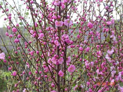 prunus triloba