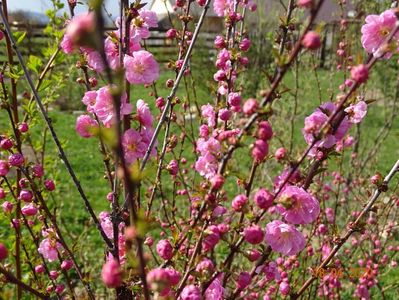 prunus triloba