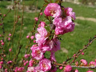 prunus triloba