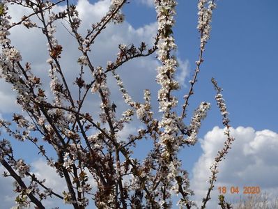 prunus cerasifera Trailblazer