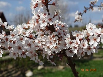 prunus cerasifera Trailblazer