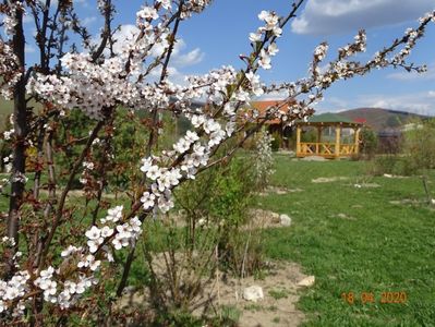 prunus cerasifera Trailblazer