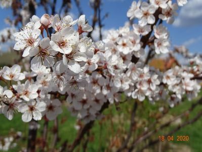 prunus cerasifera Trailblazer