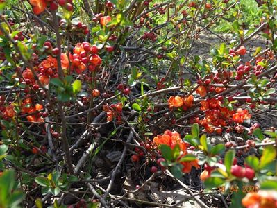 chaenomeles Fire Dance