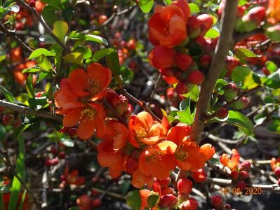 chaenomeles Fire Dance