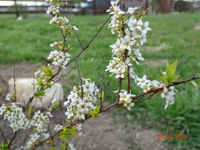 spiraea thunbergii Ogon