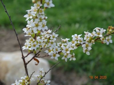 spiraea thunbergii Ogon