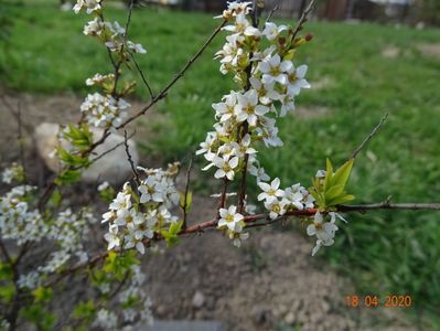 spiraea thunbergii Ogon