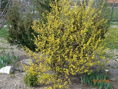 physocarpus Dart's Gold