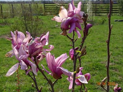 magnolia Leonard Messel