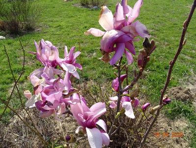 magnolia Leonard Messel