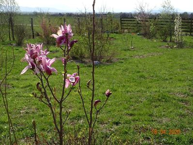 magnolia Leonard Messel