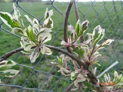 lonicera heckrotii Variegata