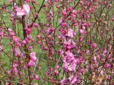 prunus triloba