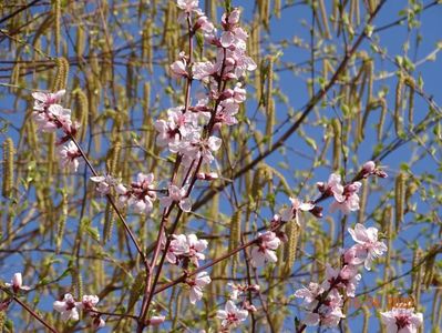 prunus persica