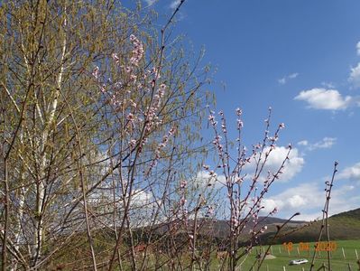 mesteceni si prunus persica