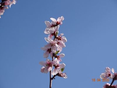 prunus persica