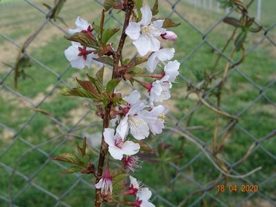 prunus Ruby pui