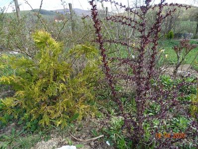 berberis thunbergii Carmen