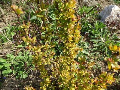 berberis Golden Rocket