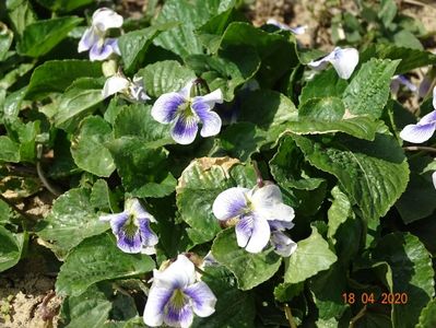 viola sororia Hungarian Beanty