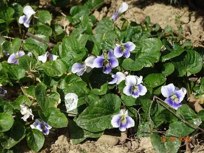 viola sororia Hungarian Beanty