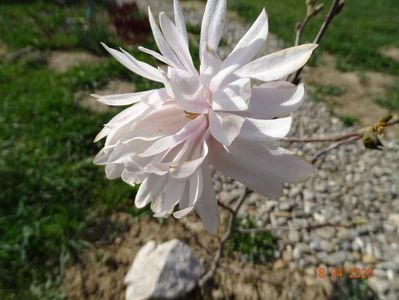 magnolia stellata Chrysanthemumiflora