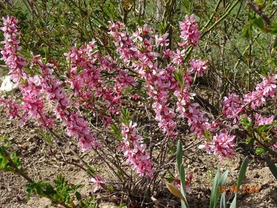 prunus tenella Fire Hill