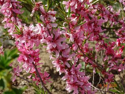 prunus tenella Fire Hill