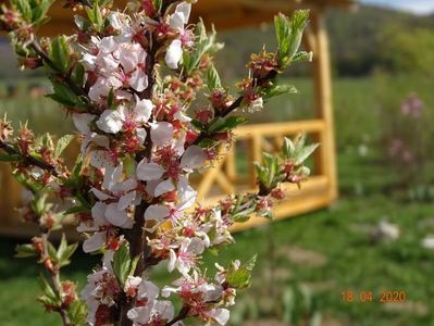 prunus tomentosa