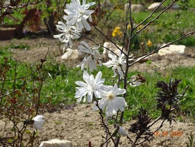 magnolia stellata Royal Star