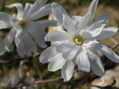 magnolia stellata Royal Star