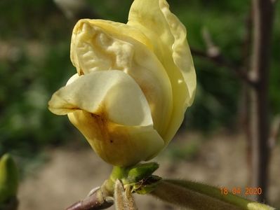 magnolia Yellow Lantern