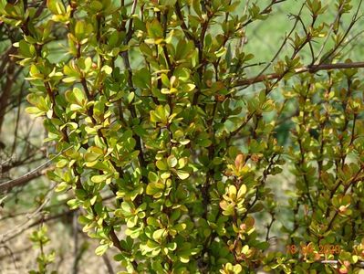 berberis Maria