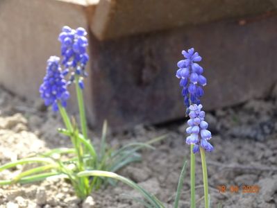 muscari armeniacum