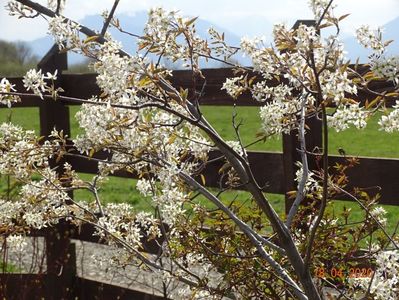 amelanchier lamarckii