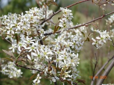 amelanchier lamarckii