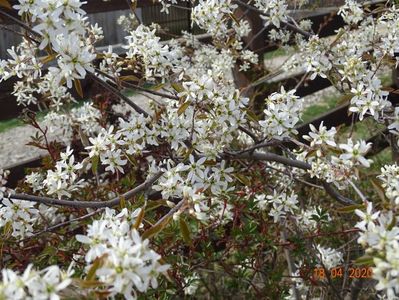 amelanchier lamarckii