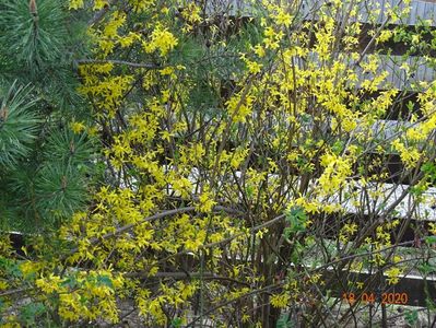 forsythia intermedia