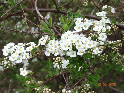 spiraea Grefsheim