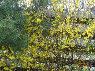 forsythia intermedia