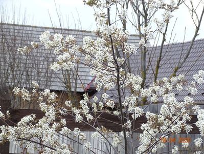 amelanchier lamarckii