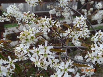 amelanchier lamarckii