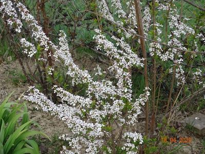 spiraea Fujino Pink