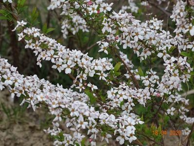 spiraea Fujino Pink