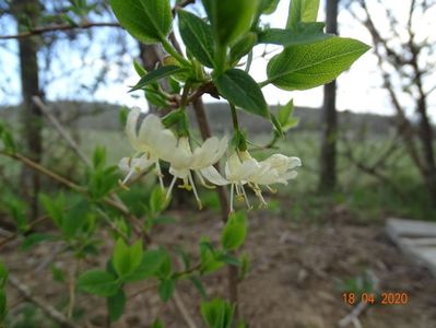 lonicera fragrantissima