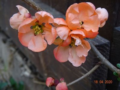 chaenomeles Salmon Horizon