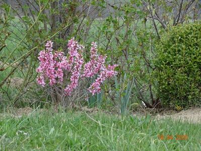 prunus tenella Fire Hill