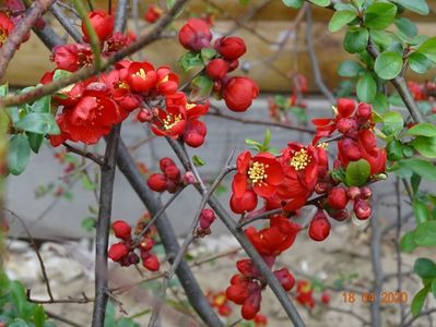 chaenomeles Crimson and Gold