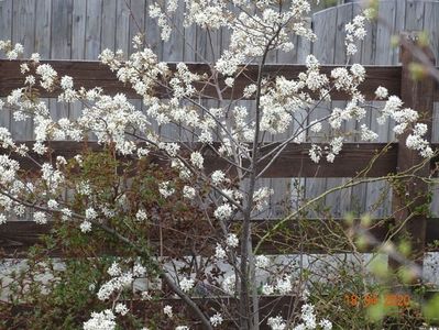 amelanchier lamarckii